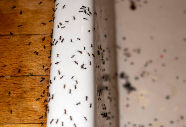 Best Wasp Removal Services  in Mount Vernon, WA