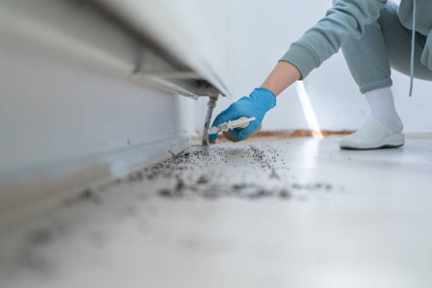 Best Affordable Pest Control Services  in Mount Vernon, WA